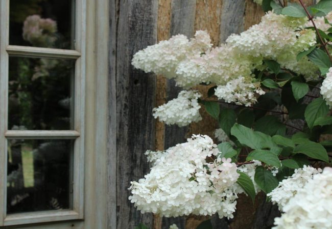 Photo fenêtre et fleurs